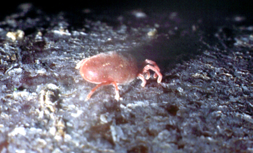 Ragnetto rosso: Allotrombidium sp.